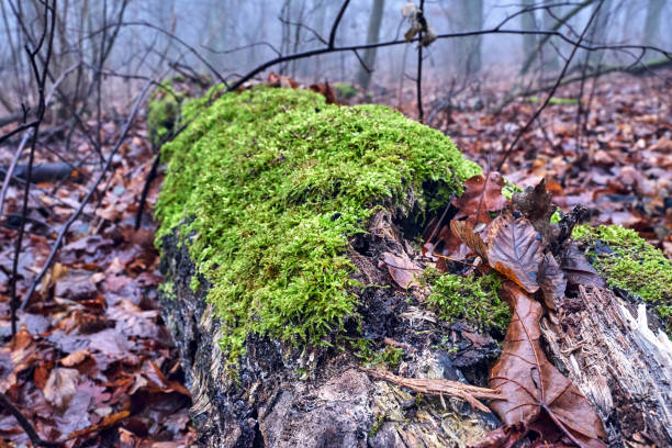 istock a fallen tree trunk covered with moss in a misty forest during autumn 1295335827
