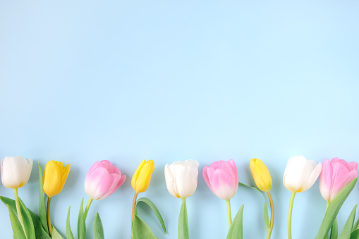 Spring frame of pink and yellow tulip flowers on light blue background. Space for text.