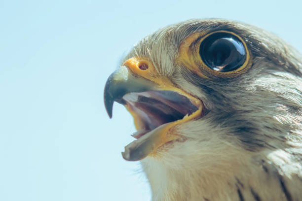 istock Common Kestrel Portrait Beak Wide Open (Falco tinnunculus) European kestrel. 1295338736
