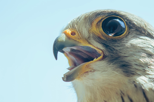 Common Kestrel Portrait Beak Wide Open (Falco tinnunculus) European kestrel.