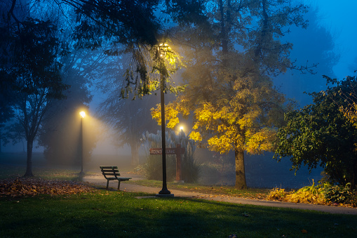 Beacon Hill Park at night in the fog in Victoria, BC.