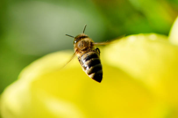 Bee in flight on a flower, honey bee. High resolution photo. Selective focus. Shallow depth of field.