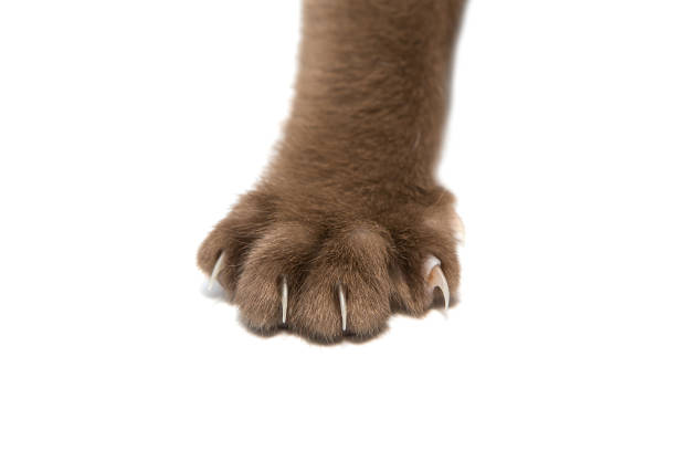 istock Front paw of a European Burmese kitten 1295341247