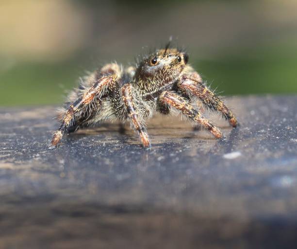 istock Profile of a Jumping Spider (salticidae) 1295342527
