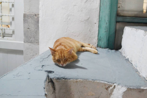 istock Greek cat in Milos 1295343238