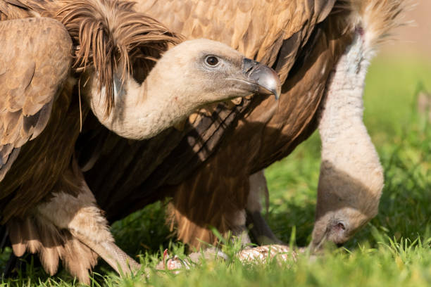 griffon vulture perched gyps fulvus - griffon vulture imagens e fotografias de stock