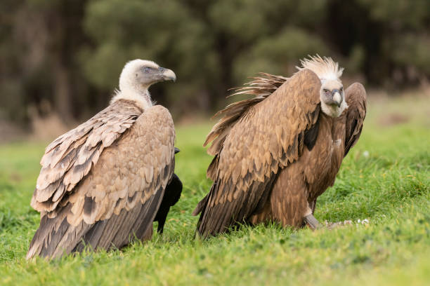 istock griffon vulture perched gyps fulvus 1295344537