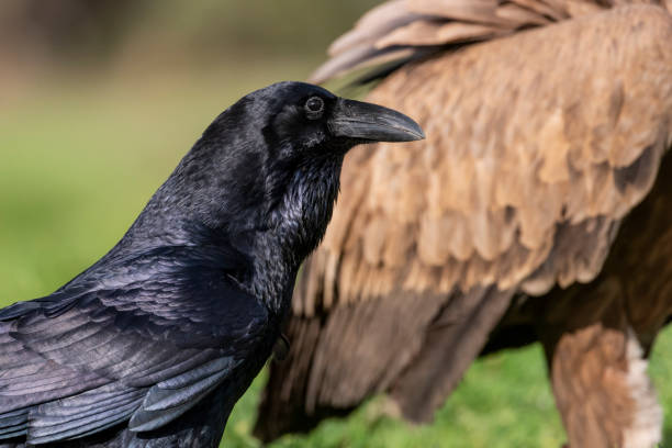 istock raven perched black bird corvus corax 1295344780