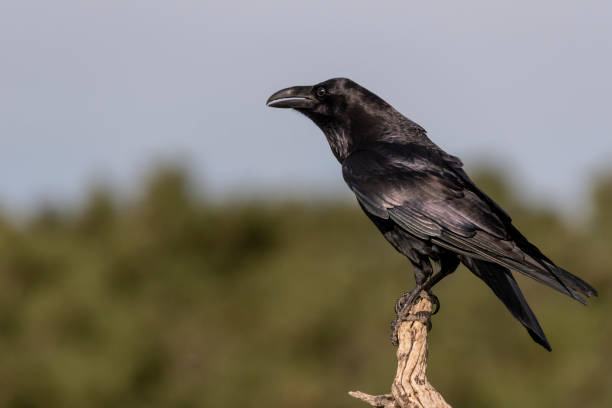 istock raven perched black bird corvus corax 1295344783