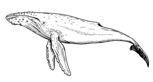 Drawing of humpback whale - hand sketch of water mammal A hand drawn humpback whale, monochrome classic pen and ink illustration. Artist: Mateusz Atroszko, created 03.01.2020. whales stock illustrations