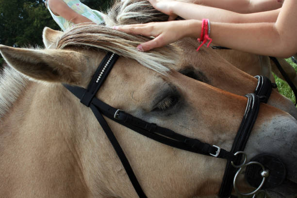 Face To Face, Animal, Kissing, Horse