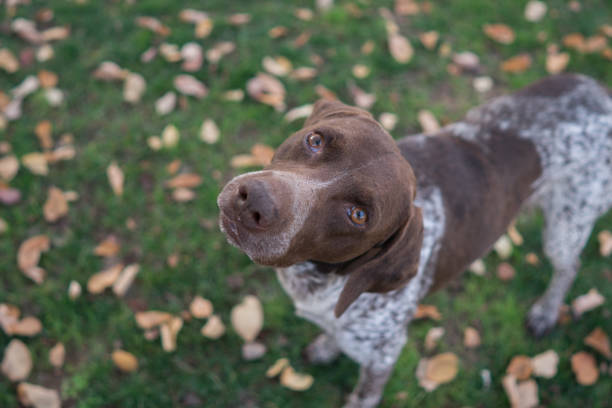 german shorthaired pointer on the grass - german countryside imagens e fotografias de stock