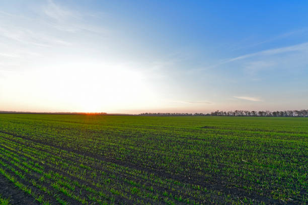 istock Beautiful rural scenery sunsets. 1295348230