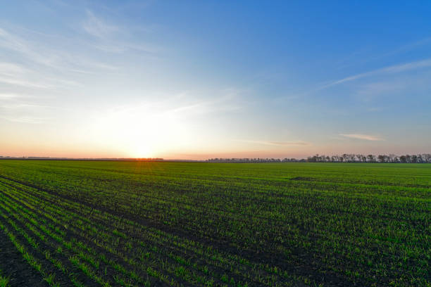 istock Beautiful rural scenery sunsets. 1295348256