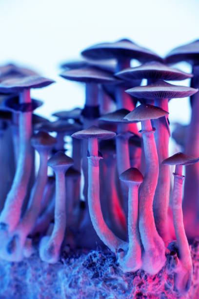 волшебные грибы - magic mushroom psychedelic mushroom fungus стоковые фото и изображения