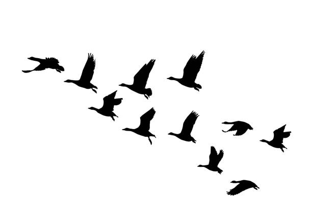 ilustraciones, imágenes clip art, dibujos animados e iconos de stock de mayor cuña de ganso de frente blanca en vuelo - ánsar