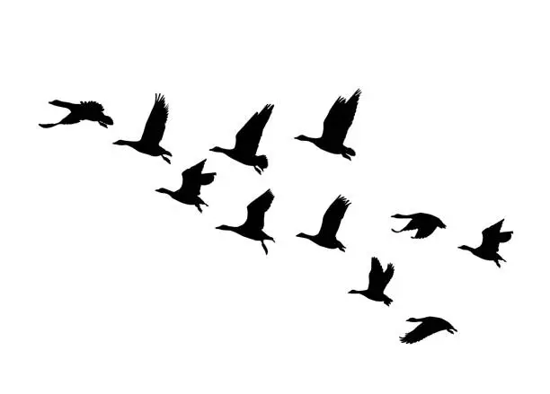 Vector illustration of Greater white-fronted goose wedge in flight