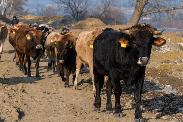 istock Cows on a dirty road in the Georgia 1295350691