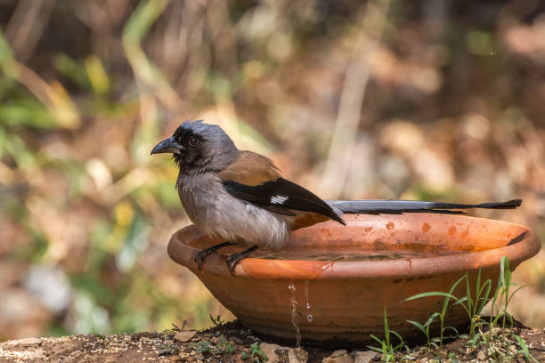 istock Grey treepie or Himalayan treepie (Dendrocitta formosae) 1295350706