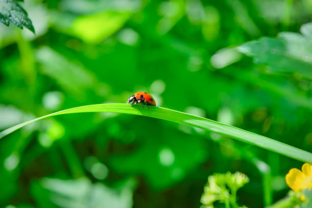 istock Ladybug on a blade of grass on a blurred natural background close-up. 1295350946