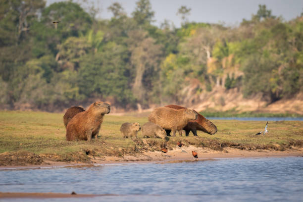 istock Capybara family by the river 1295353757