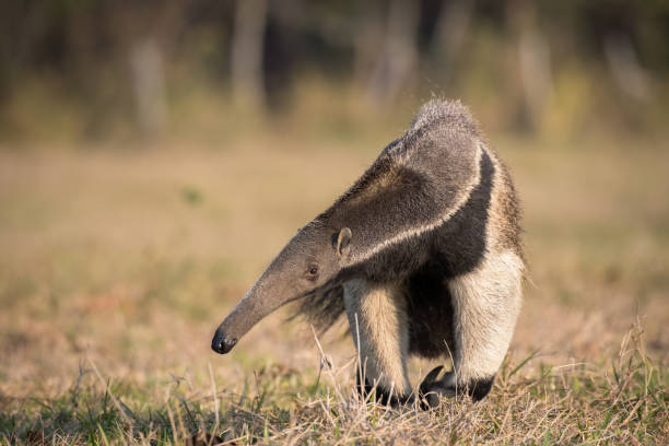 Giant Anteater A giant anteater walking across the open savanna in Brazil's Pantanal. Giant Anteater stock pictures, royalty-free photos & images