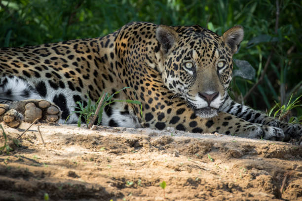 istock Jaguar in the Pantanal 1295353904