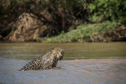 A jaguar emerges from the water after crossing a large river to get from one bank to the other.