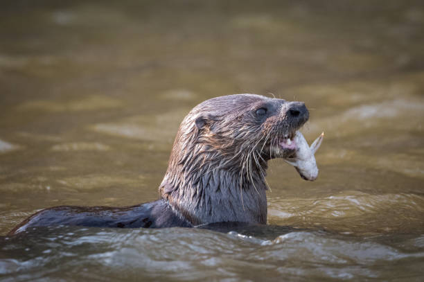 Neotropical Otter A neotropical otter enjoying his freshly caught fish in Brazil's Pantanal. lontra longicaudis stock pictures, royalty-free photos & images