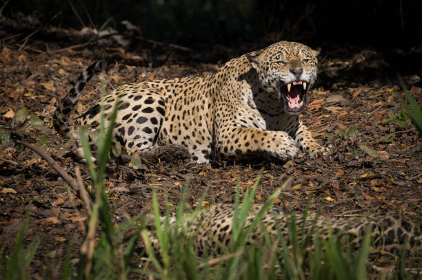 istock Aggressive Male Jaguar 1295354073