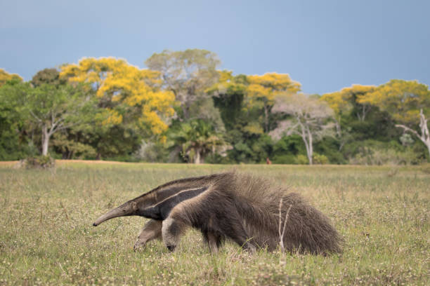 Giant anteater in the Pantanal A giant anteater walking across the open savanna in Brazil's Pantanal. Giant Anteater stock pictures, royalty-free photos & images
