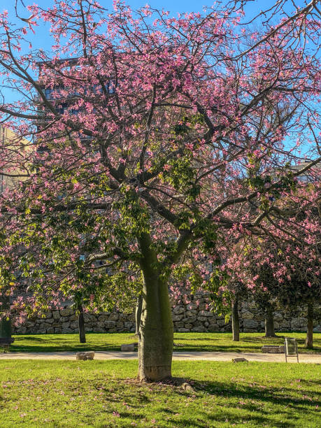 Lisbon, Portugal- March 17, 2019: Splendid green space garden called Principe Real in Lisbon on a sunny day of Spring
