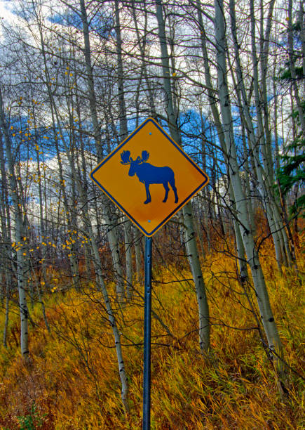 アスペンコロラド近くのムースクロッシングサイン - moose crossing sign ストックフォトと画像