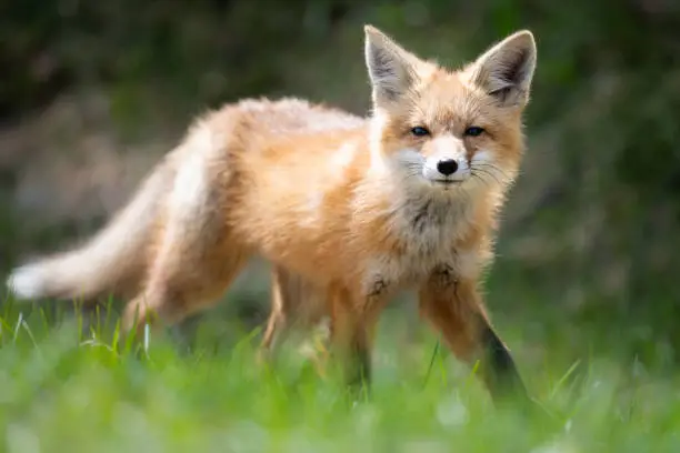 Red fox kit in the wild