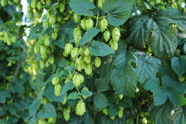 istock Close-up of hops in Lower Bavaria 1295357572