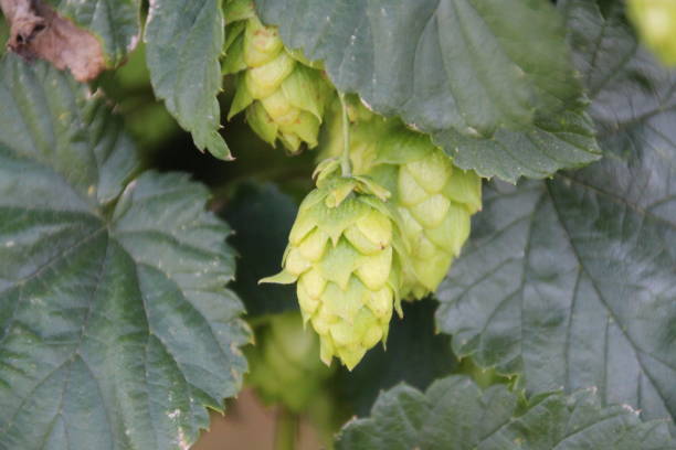 istock Close-up of hops in Lower Bavaria 1295357575
