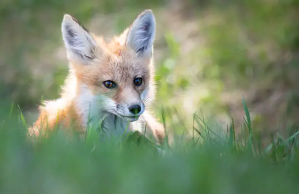 Red fox kit in the wild