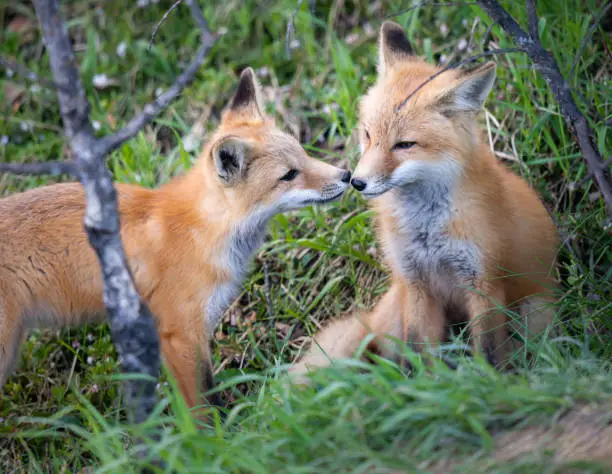 Red fox kit in the wild