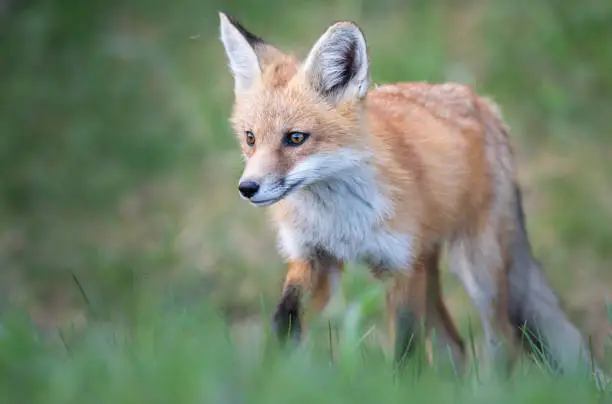 Red fox kit in the wild