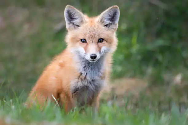 Red fox kit in the wild