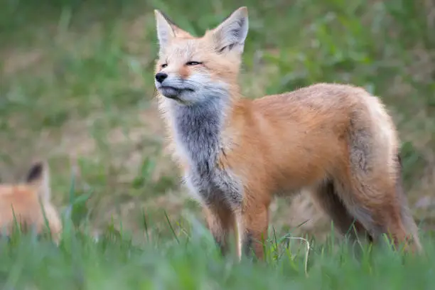 Red fox kit in the wild