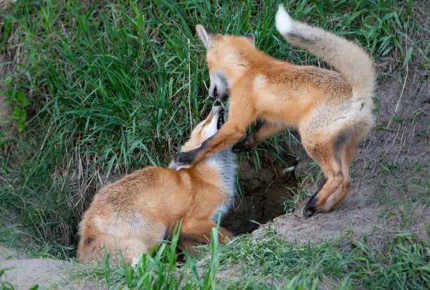 Red fox kit in the wild