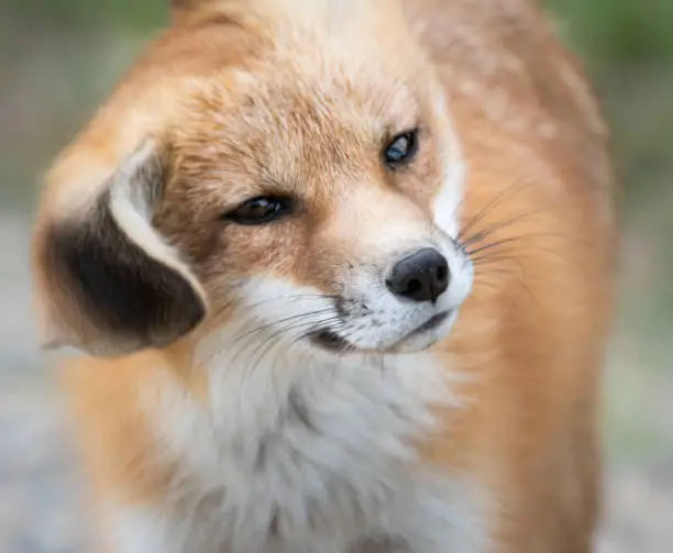 Red fox kit in the wild