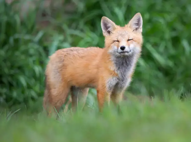 Red fox kit in the wild