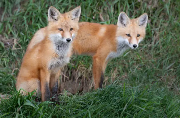 Red fox kit in the wild