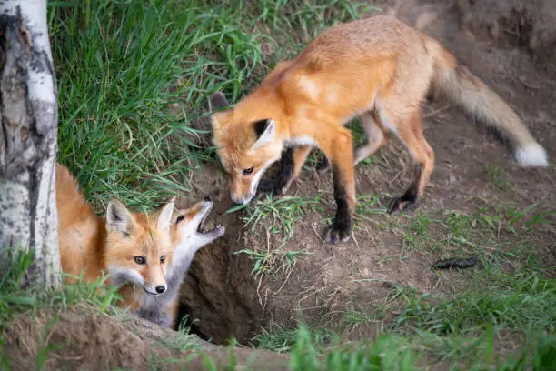 Red fox kit in the wild