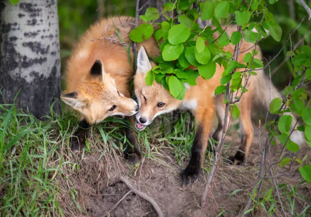 Red fox kit in the wild