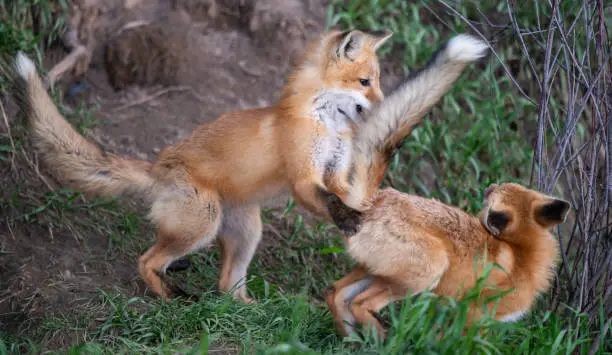 Red fox kit in the wild