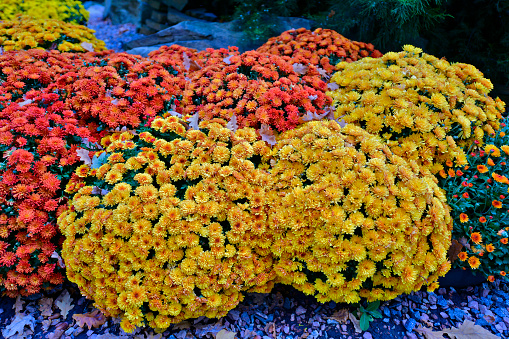 Agricultural field of Marigold (Calendula) flowers