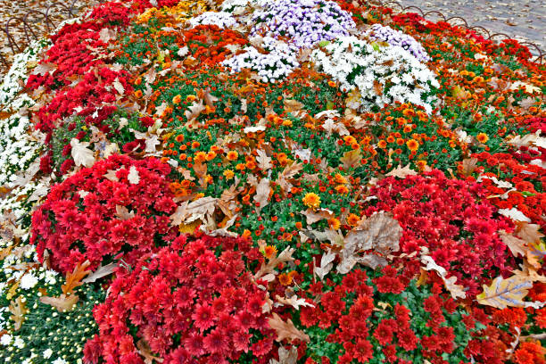 Beautiful autumn flowers in their variety of colors and colors.